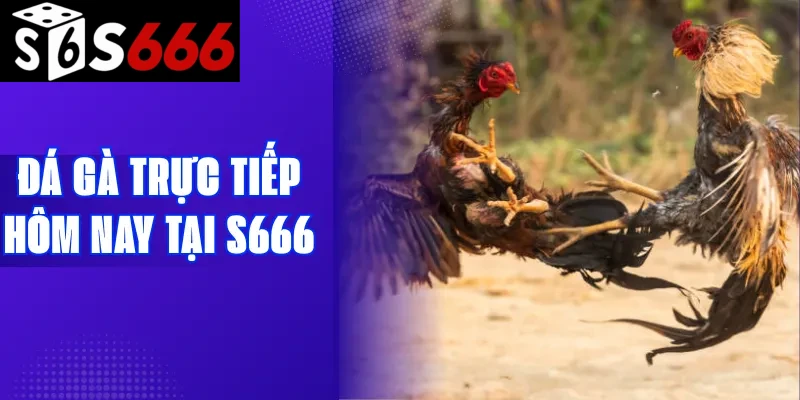 Đá gà trực tiếp hôm nay tại S666